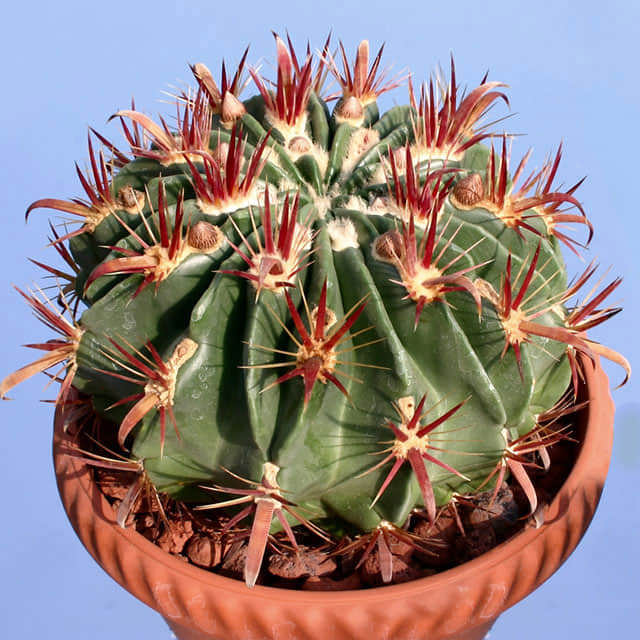 Ferocactus latispinus spiralis