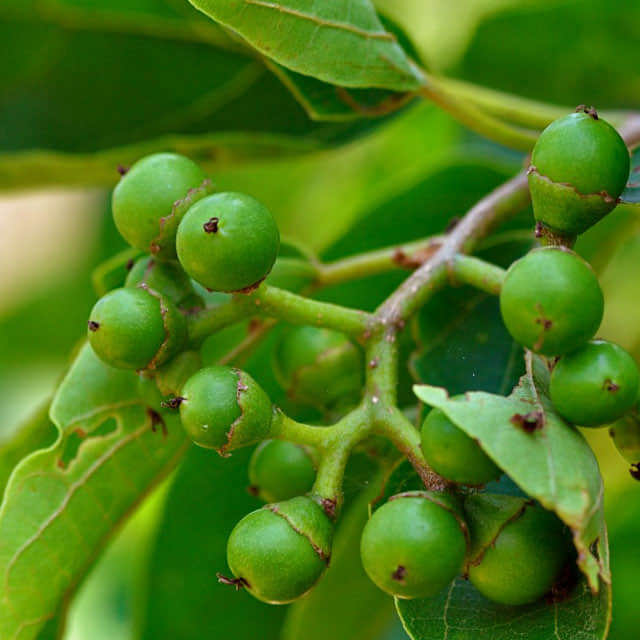 Cordia sebestena