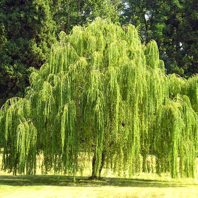 Salix babylonica