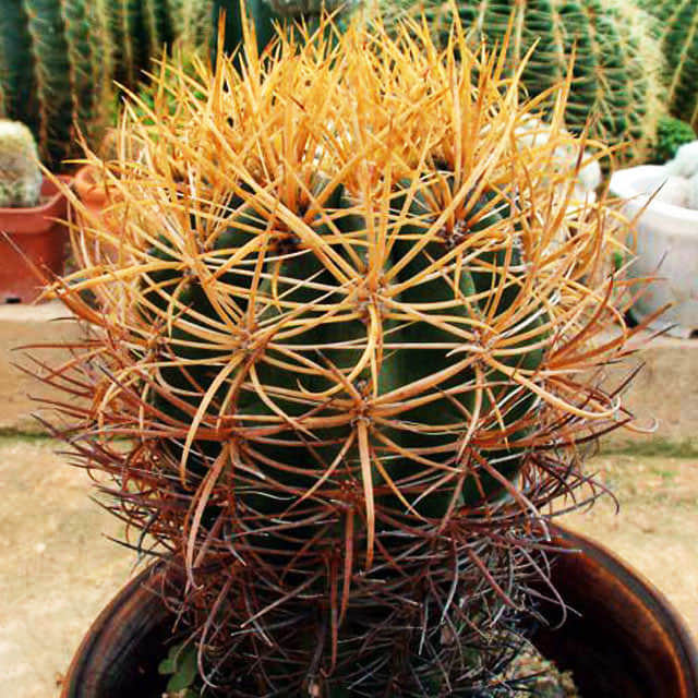 Ferocactus chrysacanthus