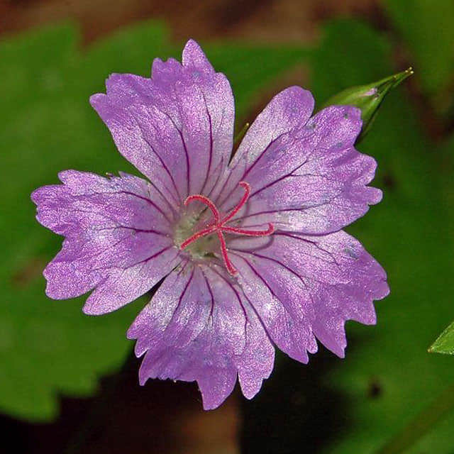Geranium nodosum