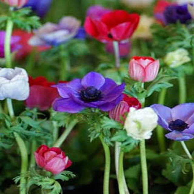 Anemone blanda De Caen