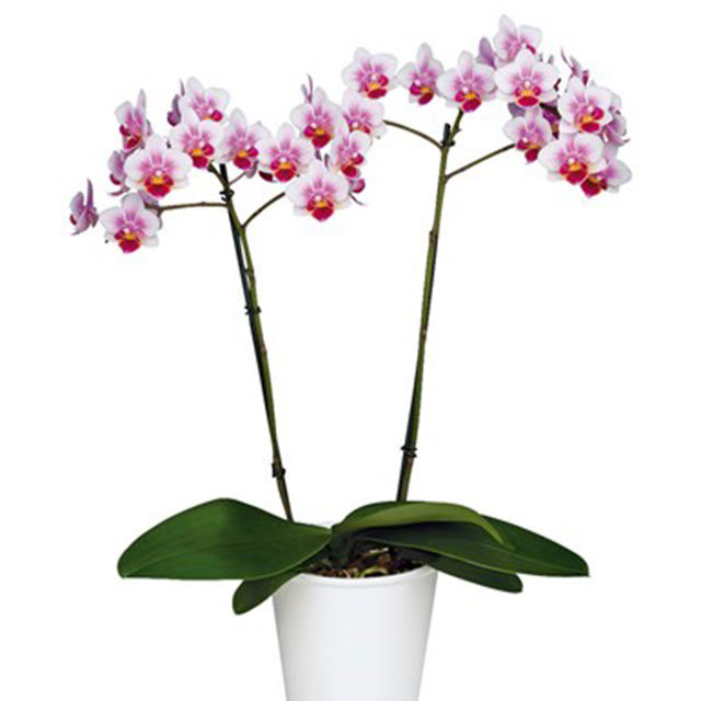 Phalaenopsis Buenos Aires Fine Webbing