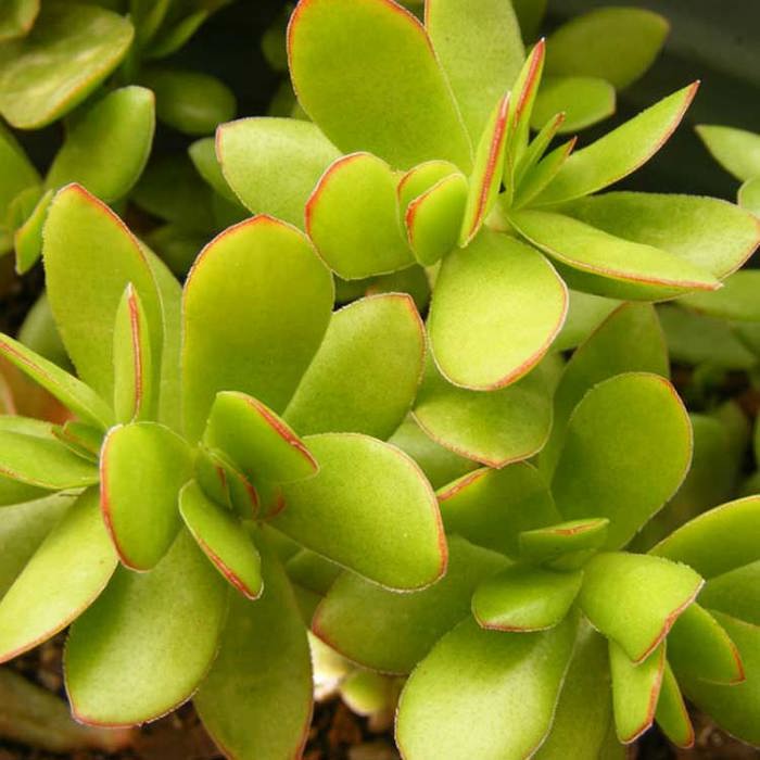 Crassula dejecta
