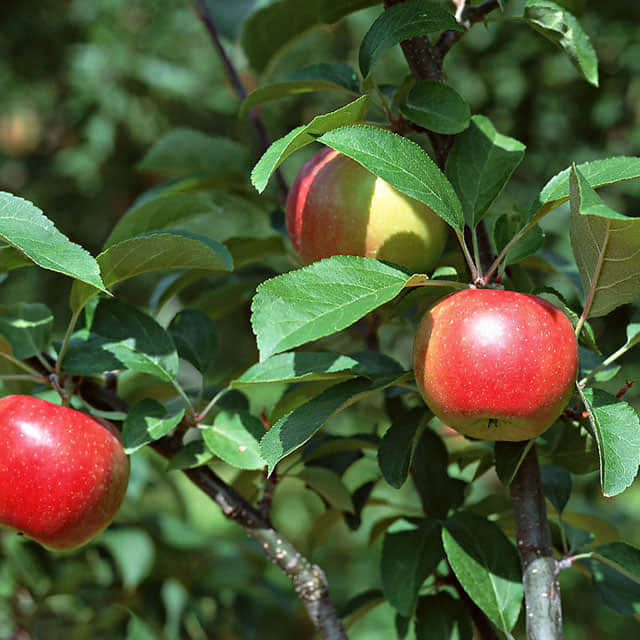 Malus domestica