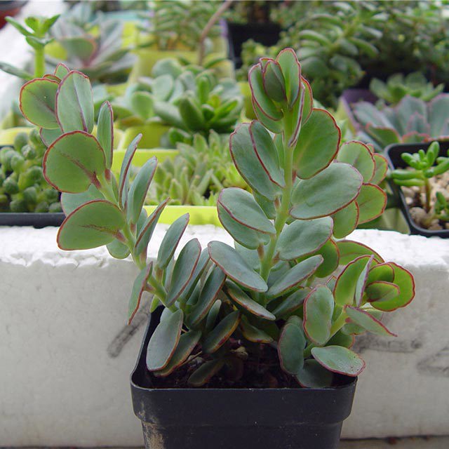 Kalanchoe marnieriana White Cottony Spots