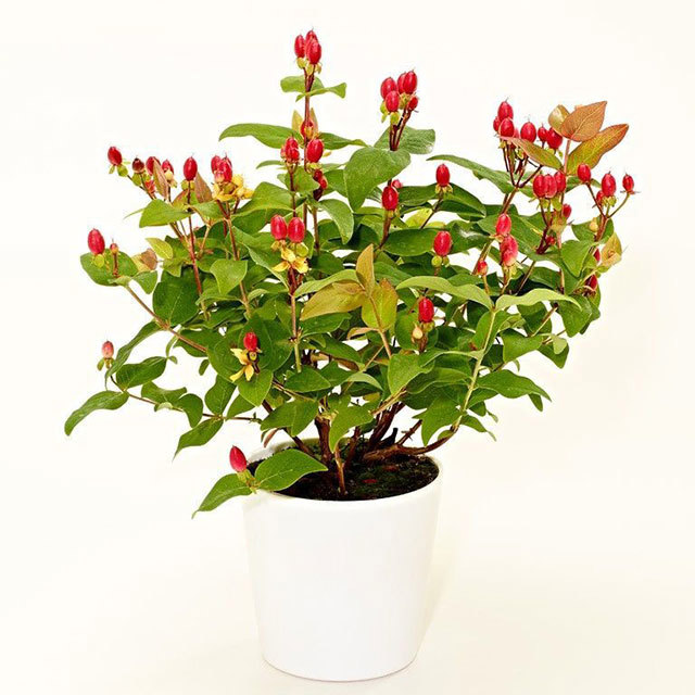 Hypericum Daphne Hypearl