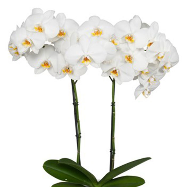 Phalaenopsis Aberdeen Sudden Leaf Drop