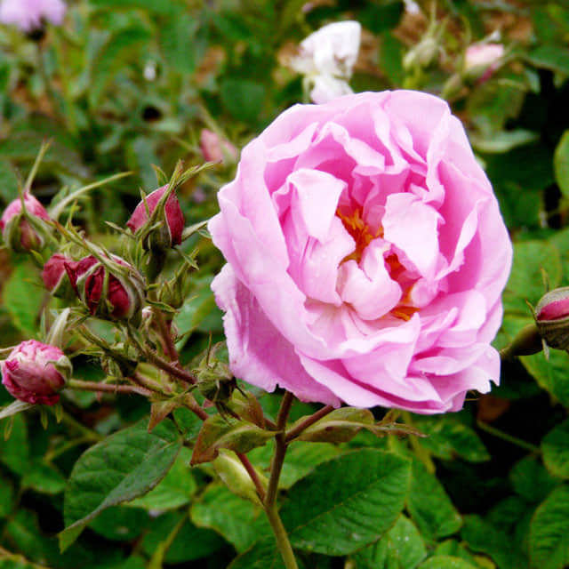 Rosa rugosa Fine Webbing