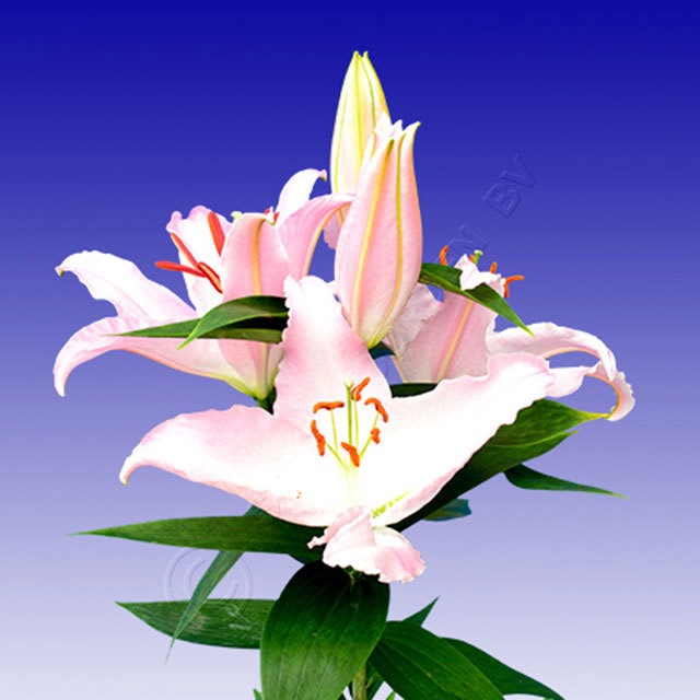 Lily Acoustic Foglie moscie