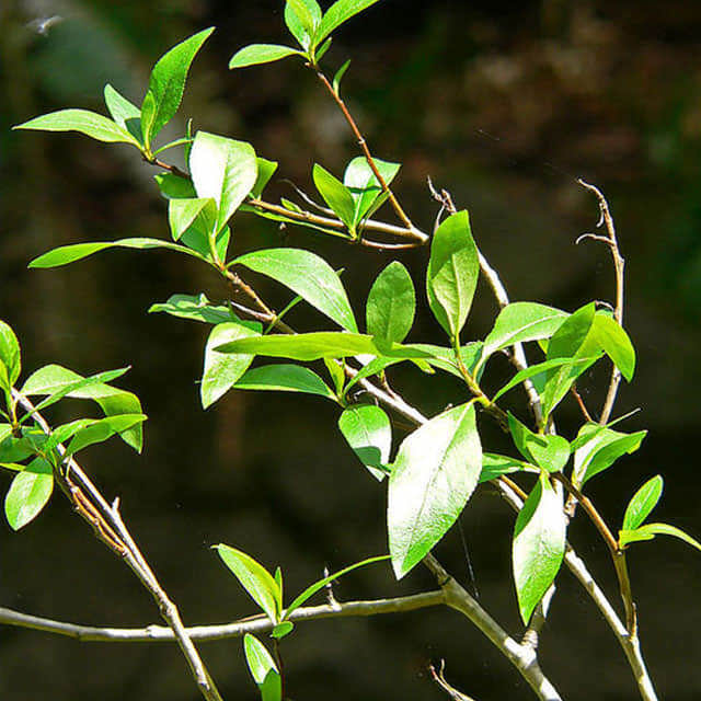 Populus angustifolia
