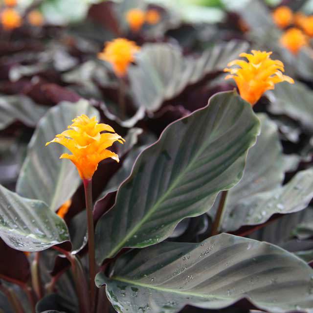 Calathea crocata