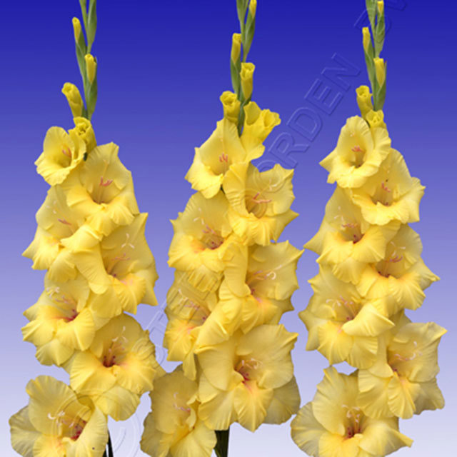 Gladiolus Bananarama