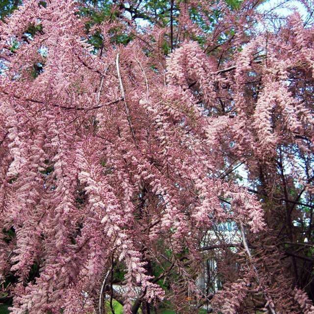 Tamarix tetrandra