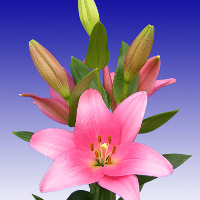 Lilium Four Queens Fine Webbing