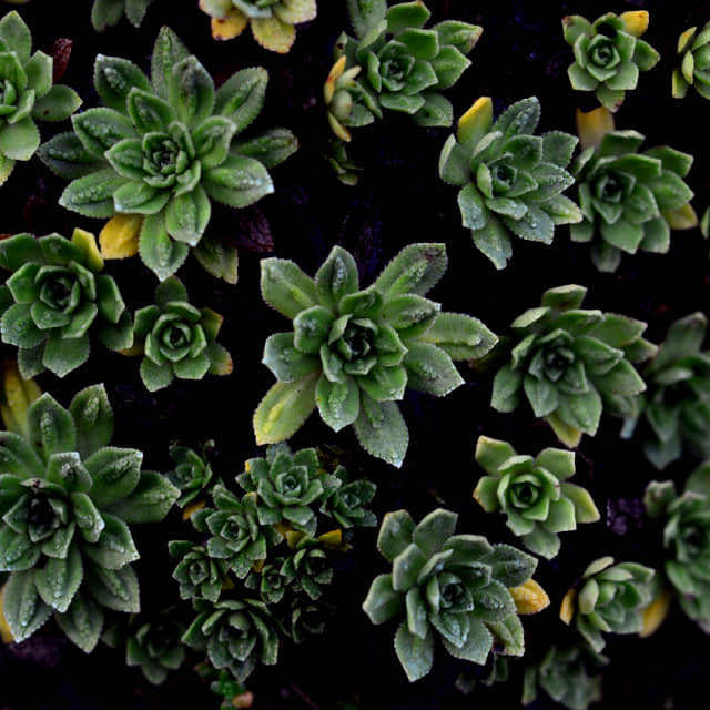 Saxifraga paniculata