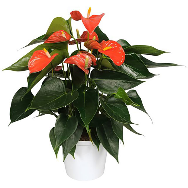 Anthurium andraeanum Matiz Foglie appiccicose