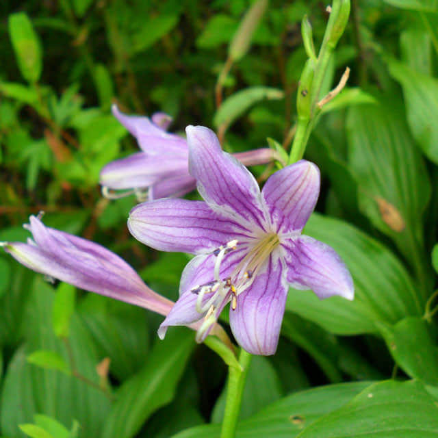 Hosta clausa
