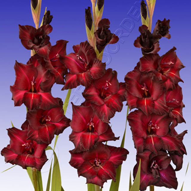 Gladiolus Black Surprise