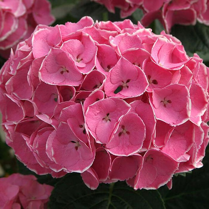Hydrangea macrophylla Magical Cantate Yellow Leaves