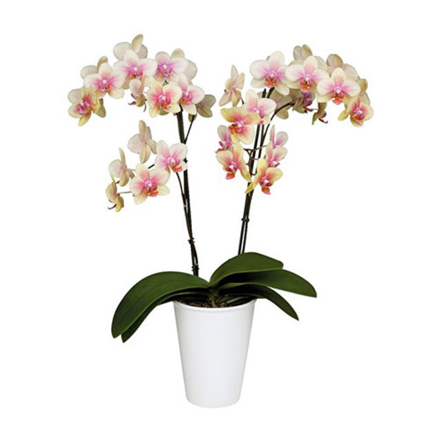 Phalaenopsis Pompei