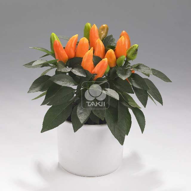 Capsicum annuum Tango Light Orange White Powder