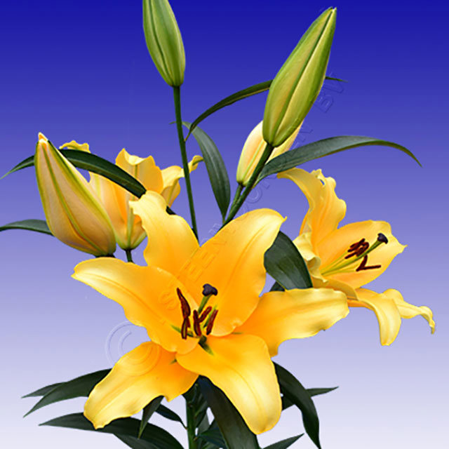 Lilium Corcovado Fine Webbing
