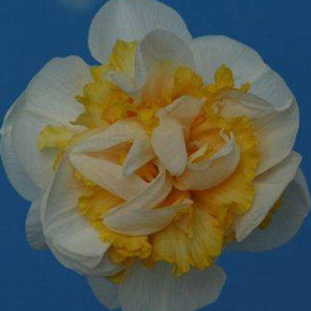 Narcissus Westward