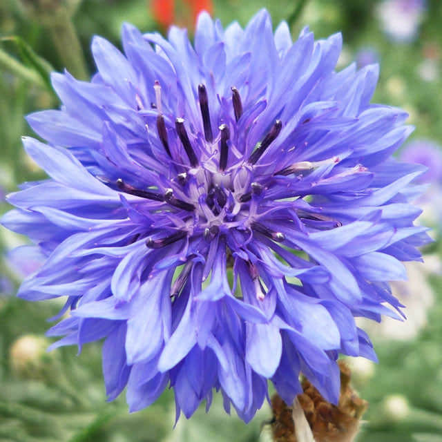 Centaurea scabiosa