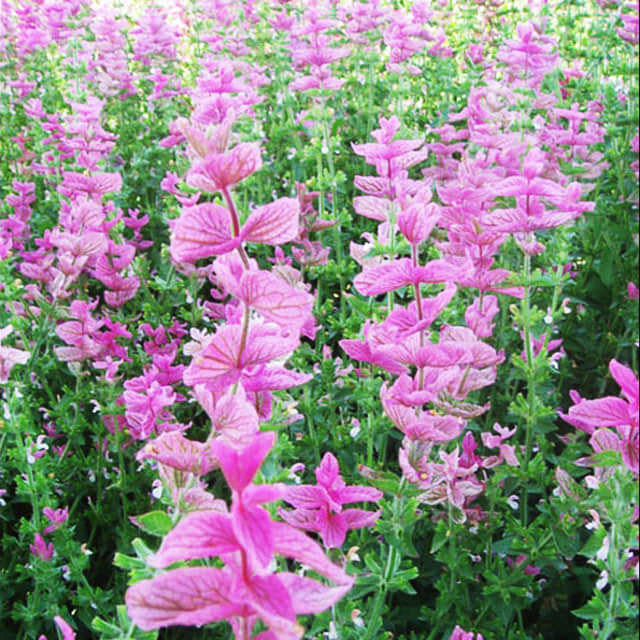 Salvia farinacea Leggy Stems