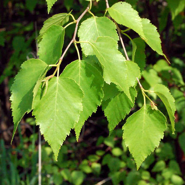 Betula papyrifera