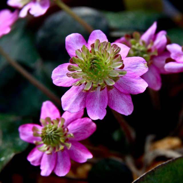 Hepatica nobilis