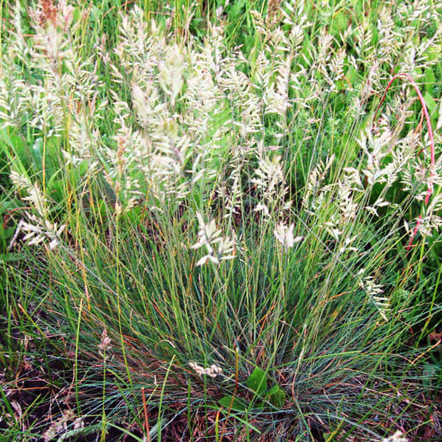 Festuca valesiaca