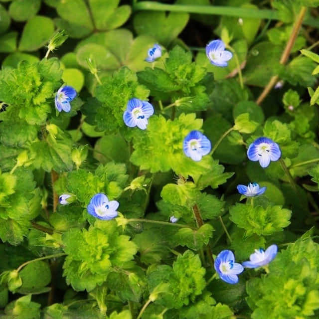 Veronica peduncularis