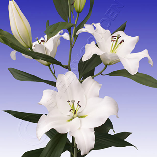 Lilium orientale Okayama Tiny Black Flies