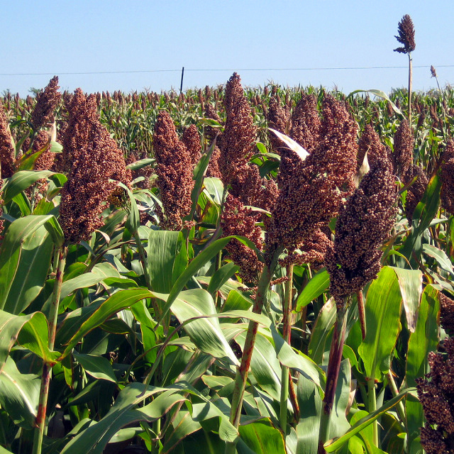 Sorghum bicolor