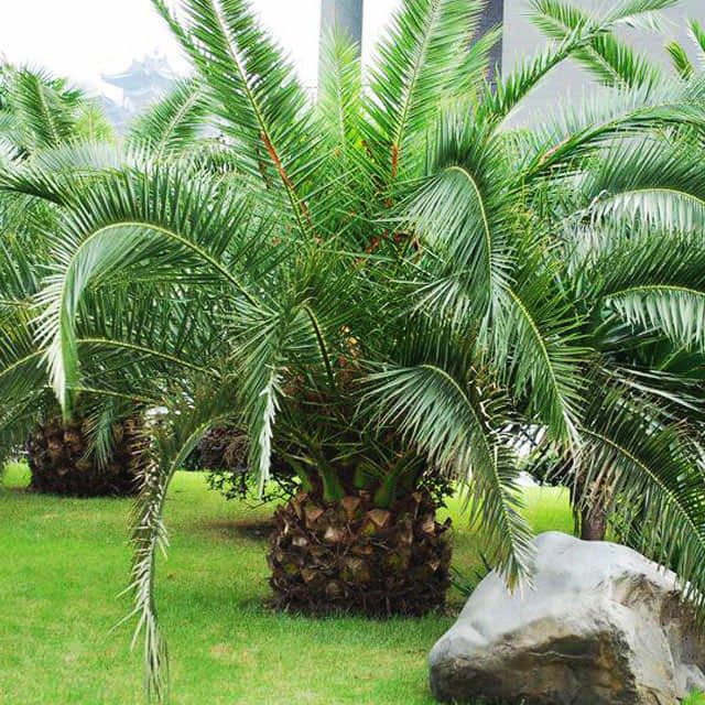 Phoenix dactylifera