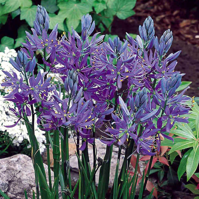 Camassia esculenta