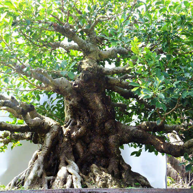 Ficus microcarpa