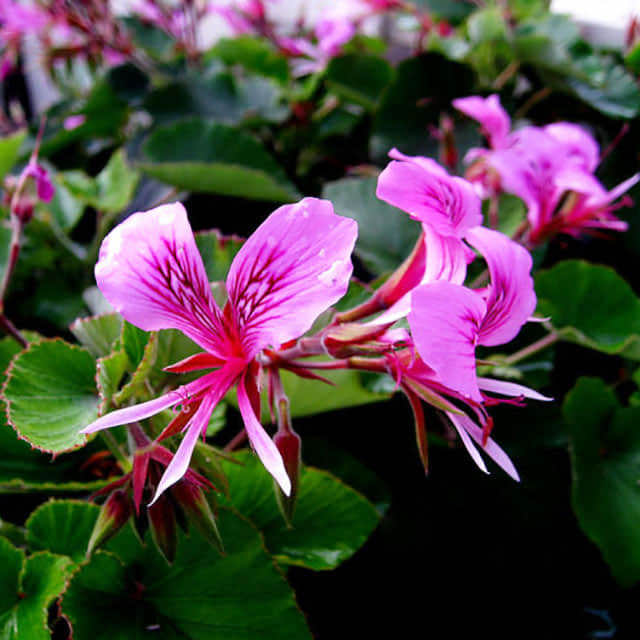Pelargonium cordifolium Tiny Black Flies