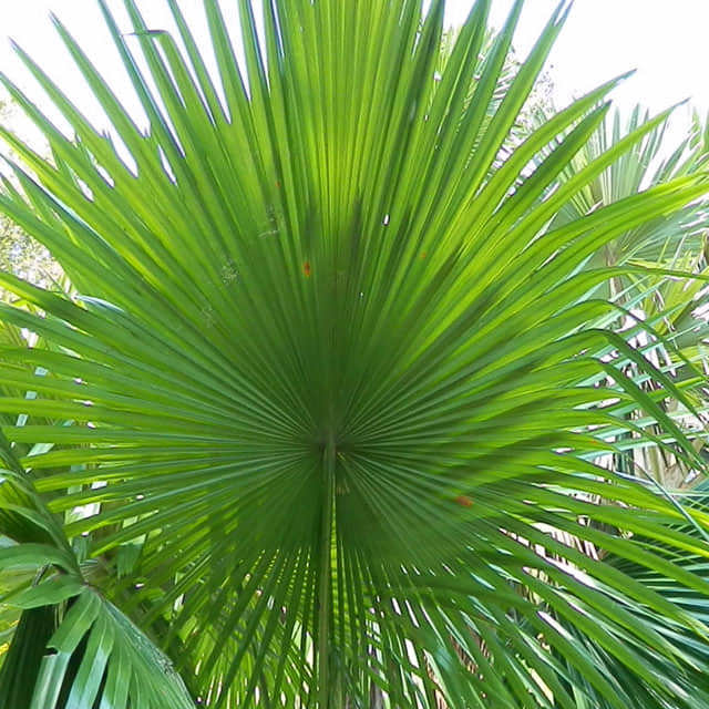 Livistona decipiens