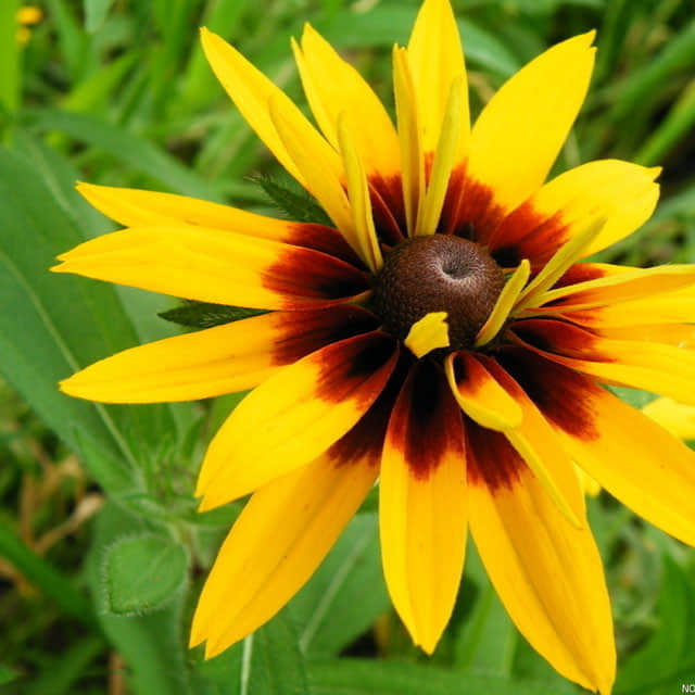Rudbeckia hirta White Powder