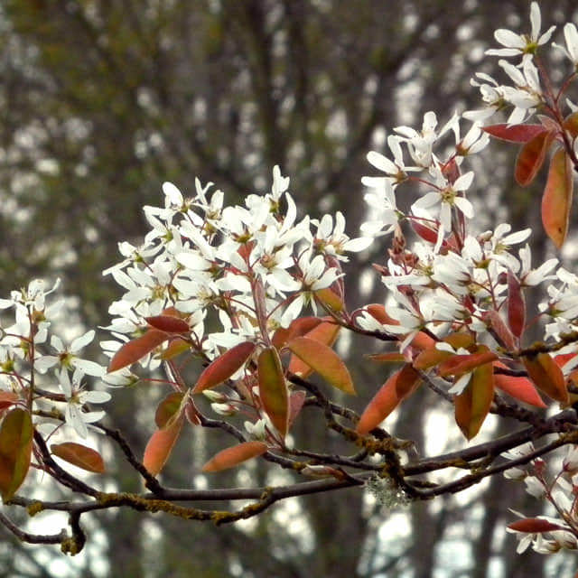 Amelanchier × grandiflora