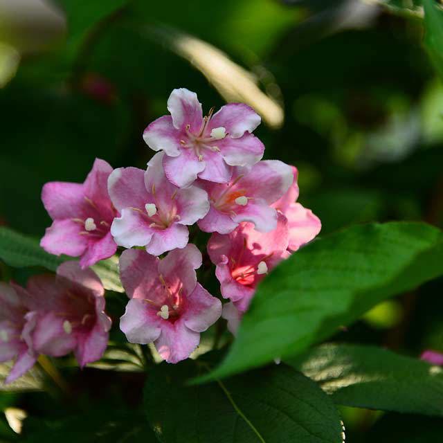 Primula poissonii