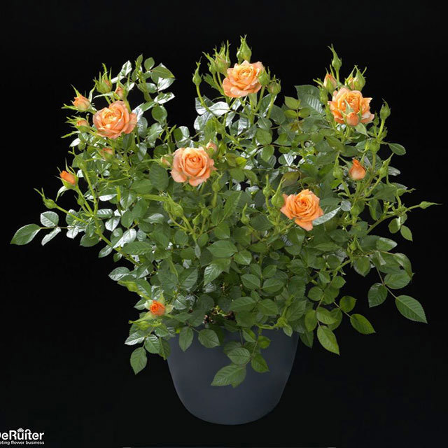 Mini Rose Enya Terrazza Yellow Leaves