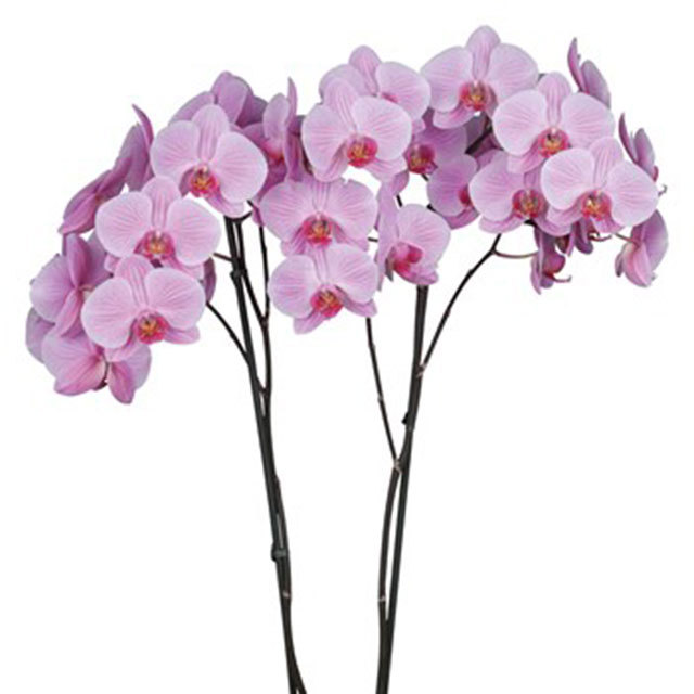 Phalaenopsis Boston White Powder