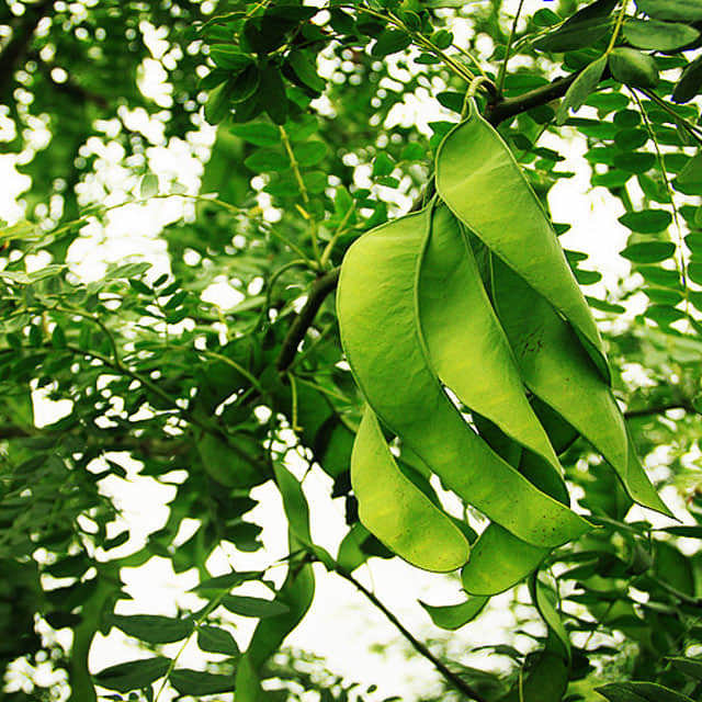 Gleditsia sinensis