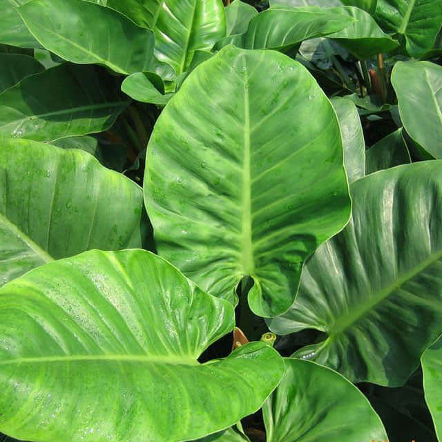 Philodendron erubescens Leggy Stems