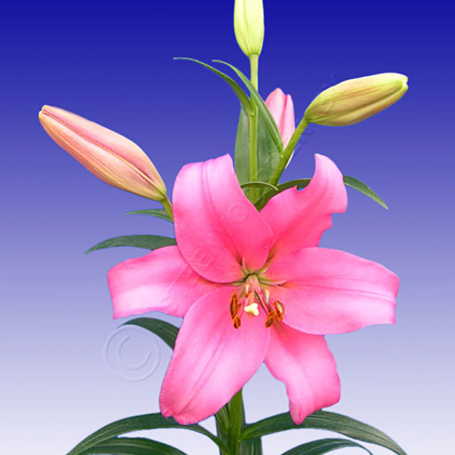 Lilium LA hybride Pantano Ragnatele sottili