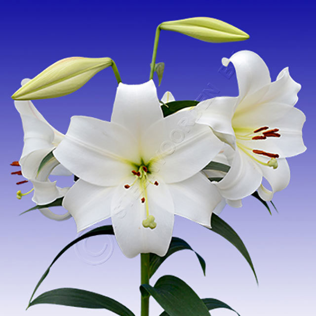 Lilium White Triumph Fine Webbing